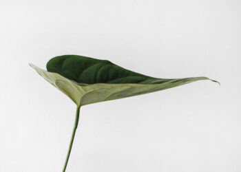 Captivating Botanical Masterpieces Discover the Incredible Illustrations by David Morrison