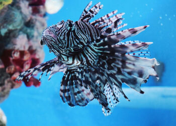 Dive into Art Discover the Mesmerizing Beauty of Marine Life with These Intriguing Paper Sculptures