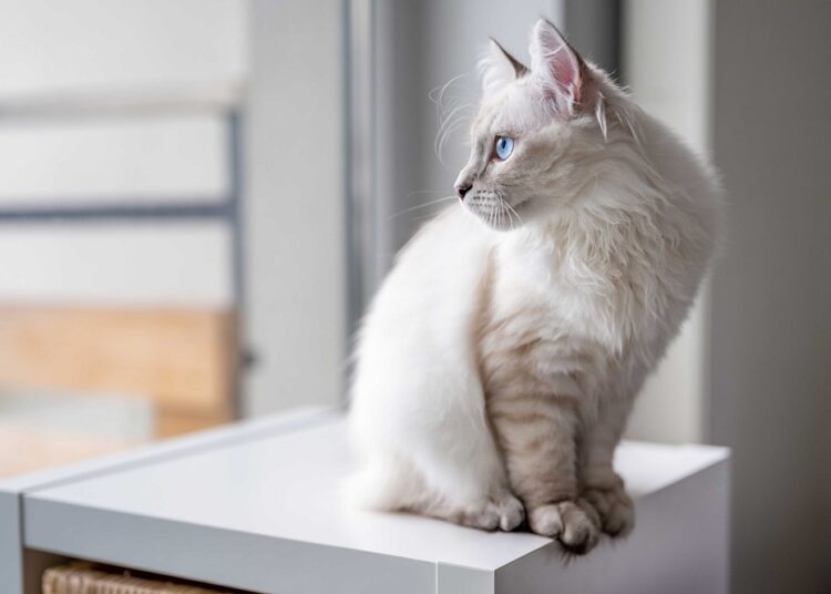 White Coffee Cat The Feline Hero