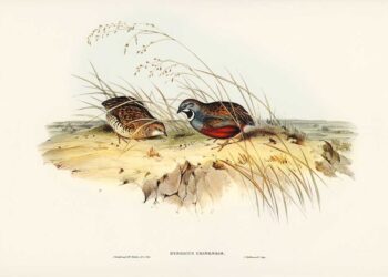 Embracing the Unconventional Kyoko Imazu’s Vision of an Insect and Rodent-Infested World