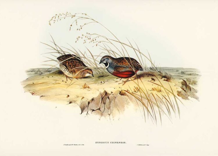 Embracing the Unconventional Kyoko Imazu’s Vision of an Insect and Rodent-Infested World