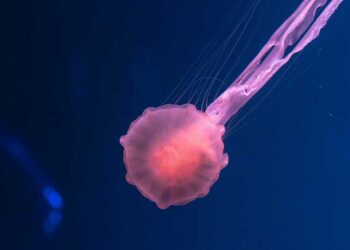 astonishing-animation-discover-how-asteroids-measure-up-to-the-vastness-of-nyc