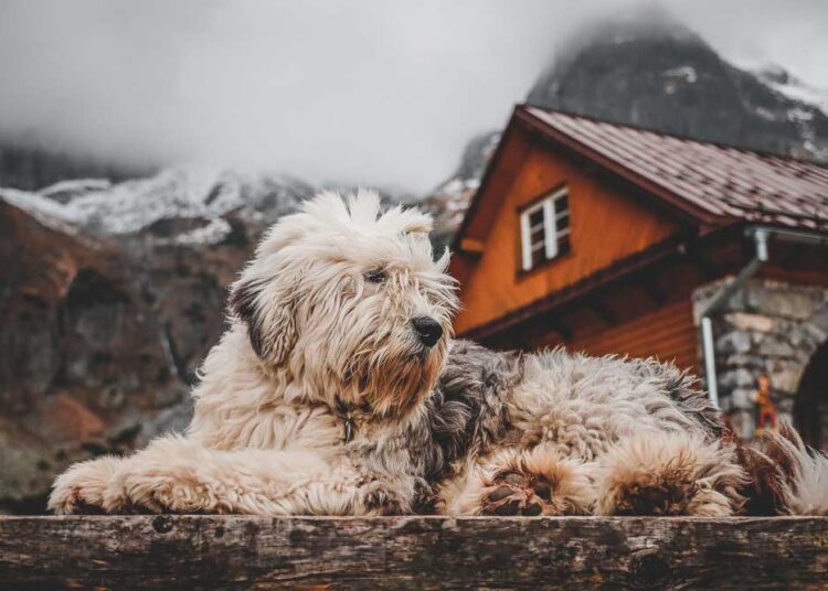 finding-forever-love-how-bfdr-ensures-big-fluffy-dogs-find-their-happily-ever-after