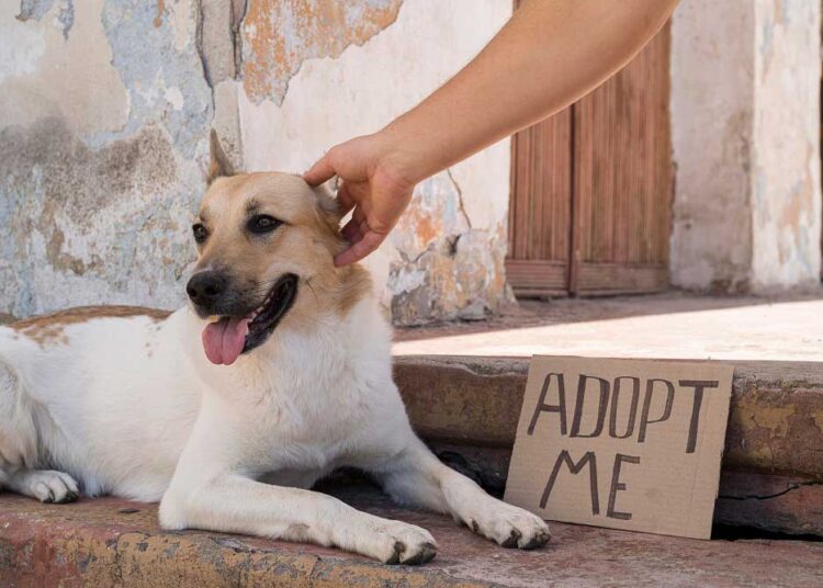 meet-the-heartwarming-rescue-pup-that-will-inspire-you-to-adopt-your-new-best-friend