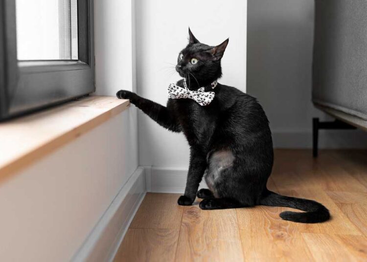 the-adorable-bat-like-kitten-a-fascinating-blend-of-cuteness-and-quirkiness