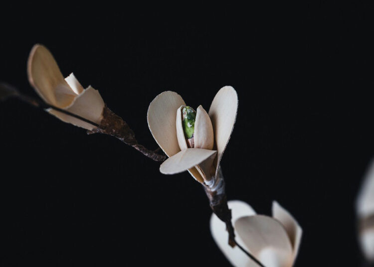 from-nuts-to-art-unleashing-creativity-with-mixed-nuts-in-illustrations