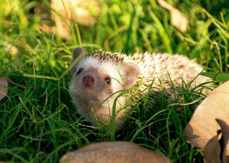 from-spikes-to-styles-exploring-chopin-the-hedgehogs-fashionable-journey-with-tiny-wigs