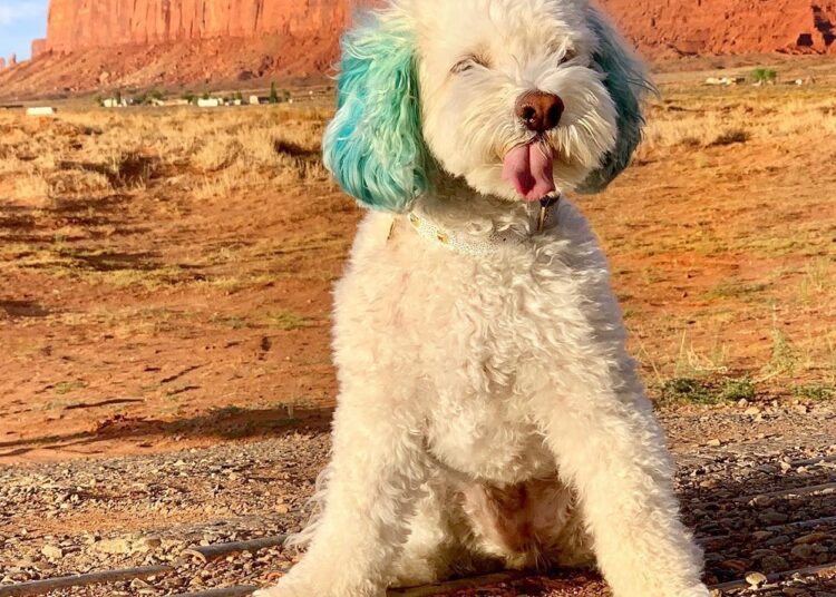 meet-sushi-the-cockapoo-a-playful-and-adorable-dog-with-uniquely-blue-ears
