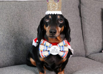 the-art-of-balancing-how-harley-the-instagram-dog-captivates-audiences-with-graceful-precision