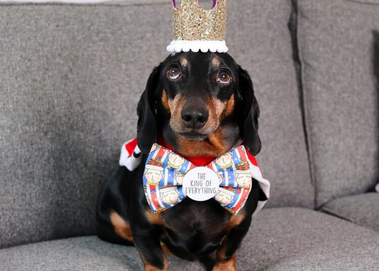 the-art-of-balancing-how-harley-the-instagram-dog-captivates-audiences-with-graceful-precision