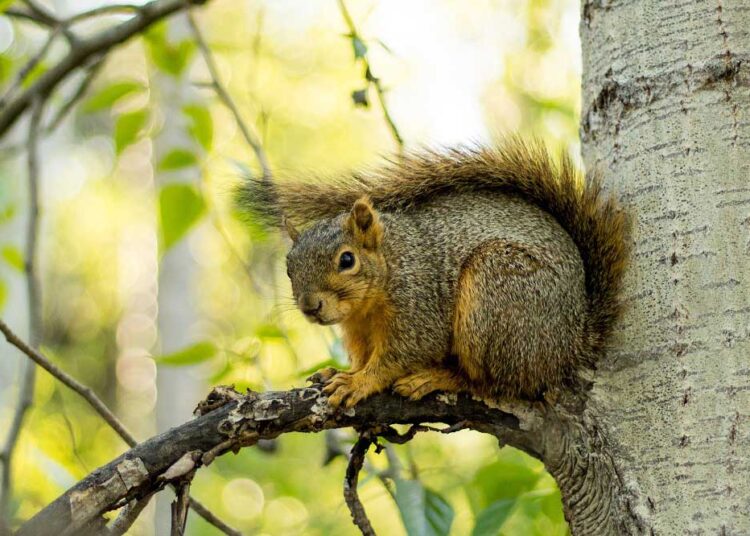 discover-the-enchanting-beauty-of-the-malabar-giant-squirrel-a-sight-to-behold