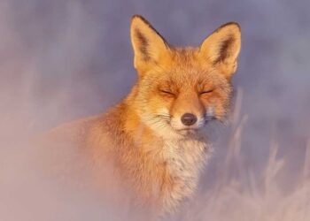 capturing-the-mesmerizing-world-of-wild-foxes-the-stunning-photography-of-roeselien-raimond