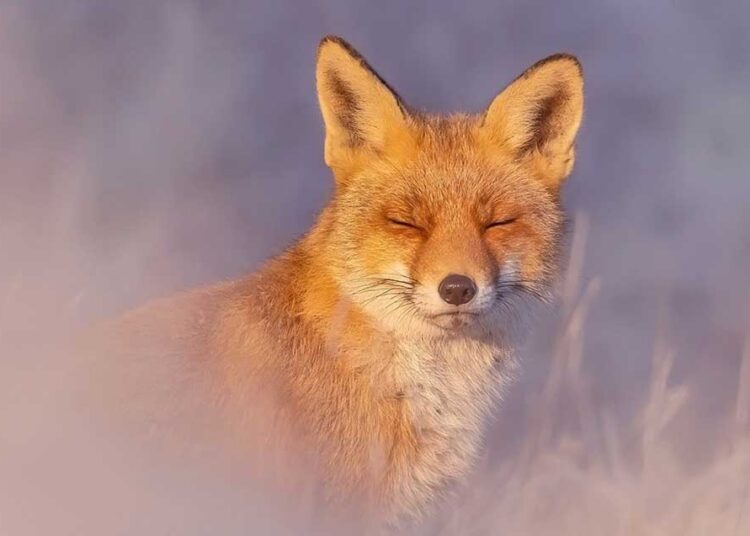 capturing-the-mesmerizing-world-of-wild-foxes-the-stunning-photography-of-roeselien-raimond