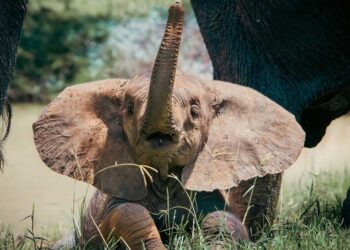 saving-hope-discover-the-heartwarming-journey-of-sheldrick-wildlife-trusts-elephant-orphanage