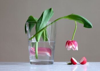 the-artistic-photography-of-birthe-piontek-a-masterpiece-in-every-frame