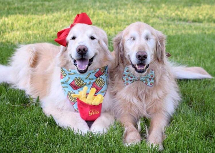 unveiling-the-heartwarming-friendship-of-addie-jack-the-blind-golden-retriever-and-his-loyal-companion